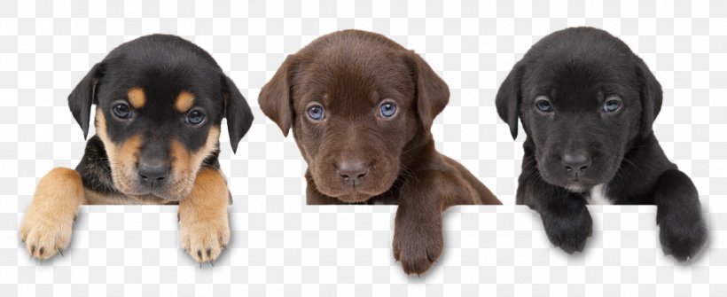 Dog Puppy Cat Pet Veterinarian, PNG, 1235x505px, Dog, Austrian Black And Tan Hound, Black And Tan Coonhound, Breeder, Carnivoran Download Free