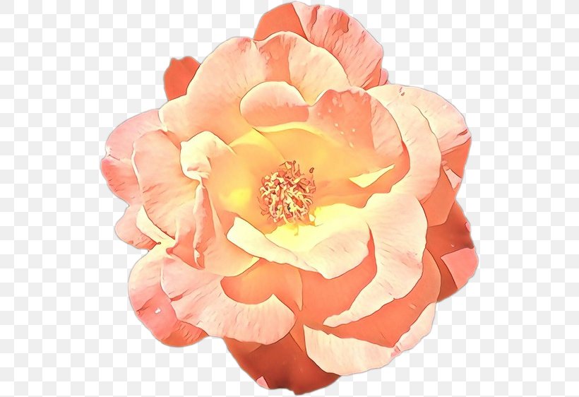 Garden Roses, PNG, 540x562px, Cartoon, Floribunda, Flower, Garden Roses, Orange Download Free