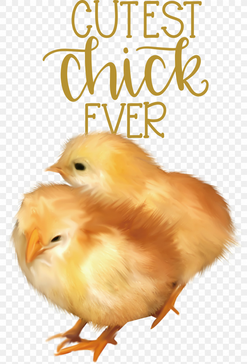 Happy Easter Cutest Chick Ever, PNG, 2038x3000px, Happy Easter, Beak, Biology, Chicken, Landfowl Download Free