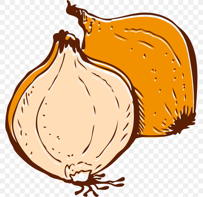 Onion Vegetable Euclidean Vector, PNG, 777x795px, Onion, Chicken, Commodity, Cucurbita, Drawing Download Free