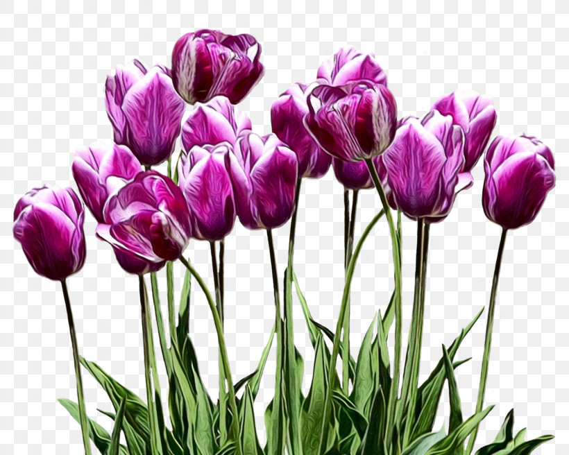 Tulip Flower Plant Petal Purple, PNG, 1280x1025px, Watercolor, Bud, Crocus, Cut Flowers, Flower Download Free