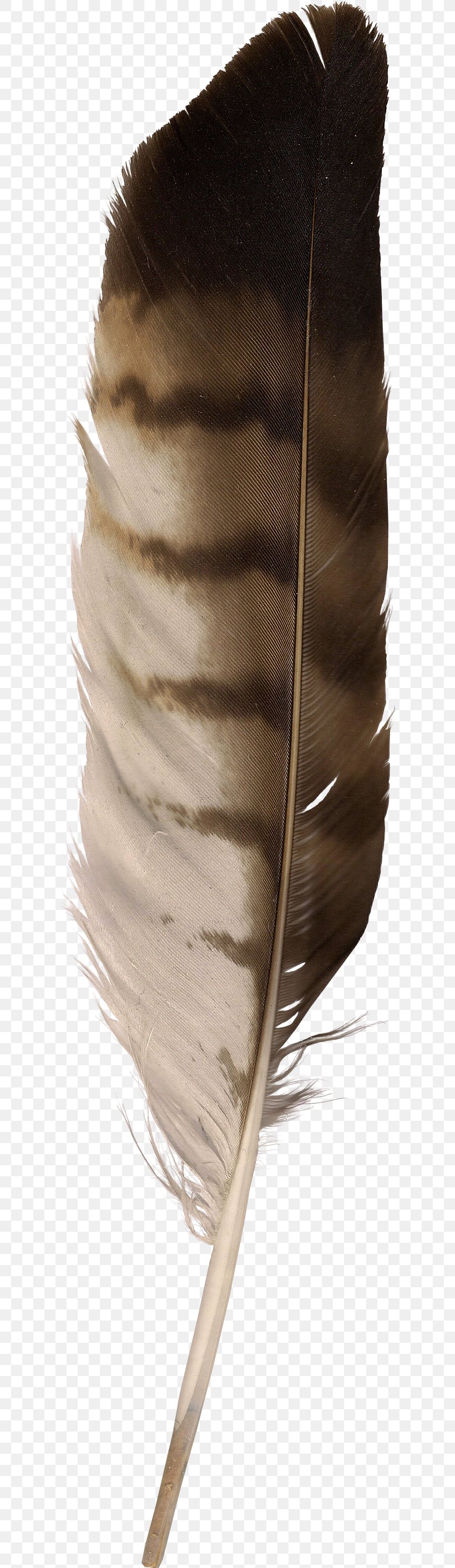 Eagle Feather Law Goose, PNG, 608x2826px, Feather, Animal, Beak, Eagle, Eagle Feather Law Download Free