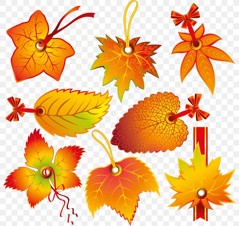Leaf Autumn Clip Art, PNG, 800x776px, Leaf, Autumn, Autumn Leaf Color, Color, Cut Flowers Download Free