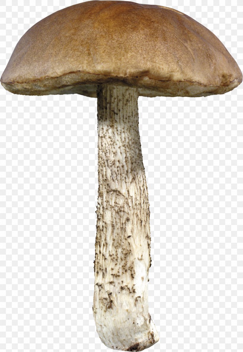 Mushroom, PNG, 3033x4398px, Mushroom, Amanita Muscaria, Clipping Path, Common Mushroom, Fungus Download Free