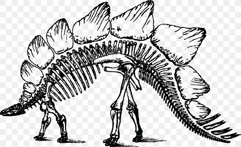 Stegosaurus Bone Wars Triceratops Skeleton, PNG, 4000x2451px, Stegosaurus, Artwork, Black And White, Bone, Bone Wars Download Free