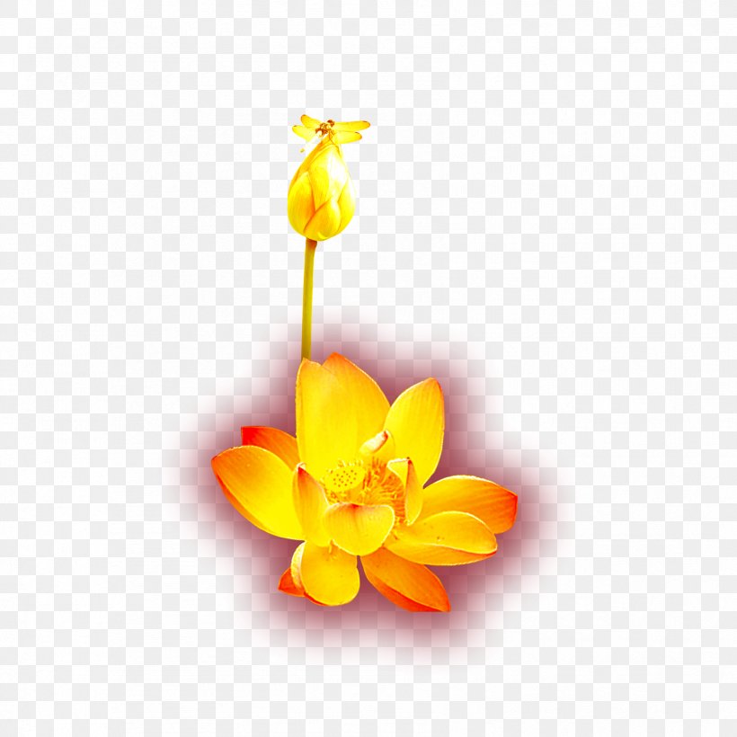Gold Yellow Icon, PNG, 1701x1701px, Gold, Aspect Ratio, Chemical Element, Cut Flowers, Flora Download Free