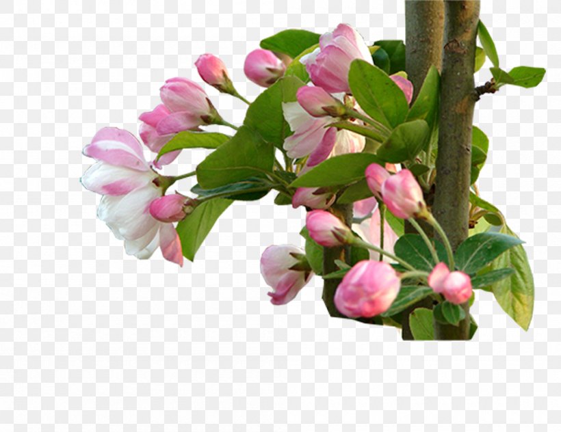 Lilium Floral Design Cut Flowers, PNG, 1000x771px, Lilium, Blossom, Branch, Cherry Blossom, Cut Flowers Download Free
