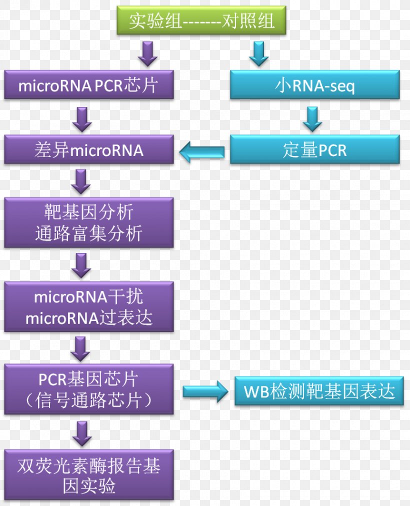 Research MicroRNA Circular RNA Science, PNG, 862x1064px, Research, Area, Brand, Circular Rna, Diagram Download Free