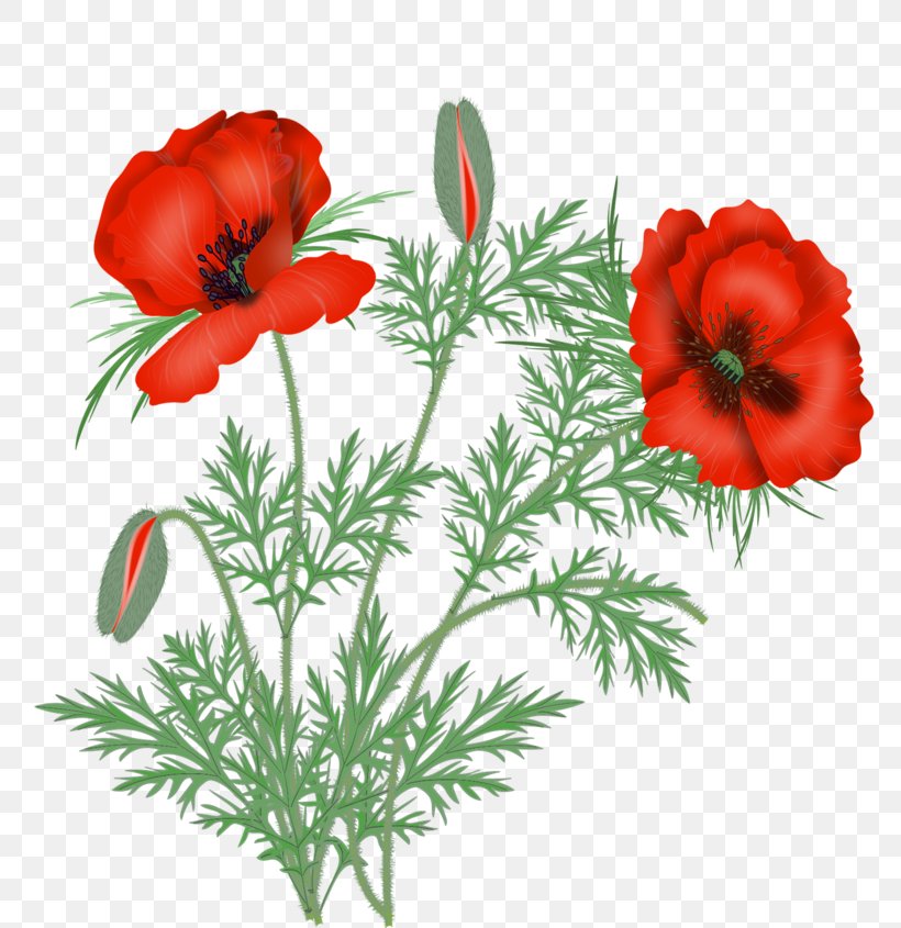 Clip Art Poppy Flowers Illustration, PNG, 800x845px, Poppy, Adonis, Anemone, Botany, Cinquefoil Download Free