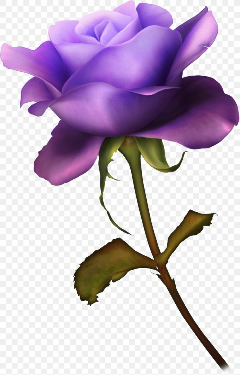 Garden Roses Cabbage Rose Ты — моя нежность Desktop Wallpaper Clip Art, PNG, 1153x1804px, Garden Roses, Bud, Cabbage Rose, Cut Flowers, Flora Download Free