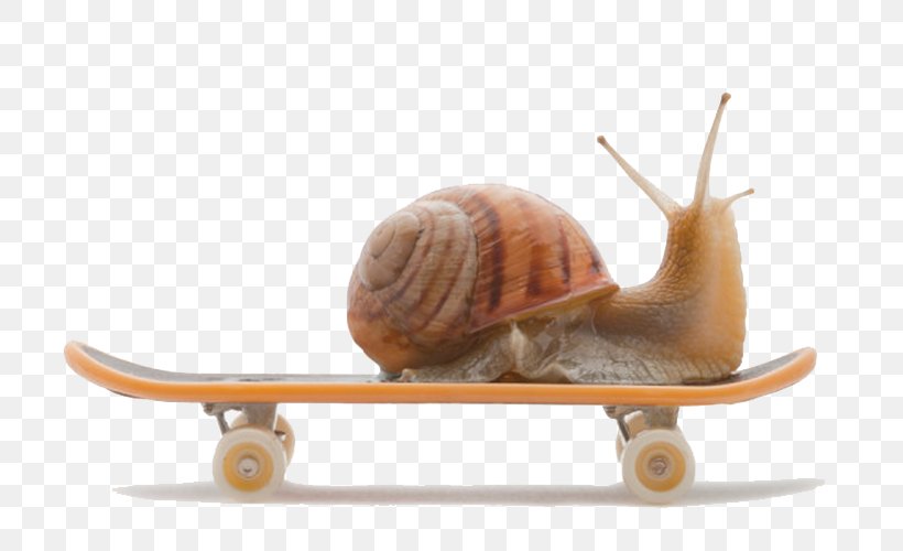Burgundy Snail Land Snail, PNG, 750x500px, Snail, Burgundy Snail, Cornu Aspersum, Drawing, Freshwater Snail Download Free
