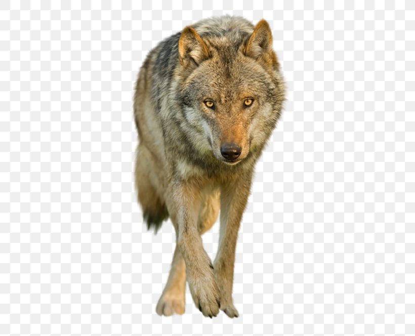 Coyote Saarloos Wolfdog Clip Art, PNG, 400x664px, Coyote, Arctic Wolf ...