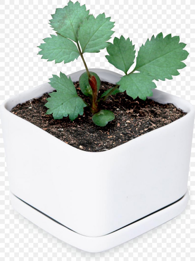 Flowerpot Leaf Houseplant Tree Herb, PNG, 904x1209px, Flowerpot, Herb, Houseplant, Leaf, Plant Download Free