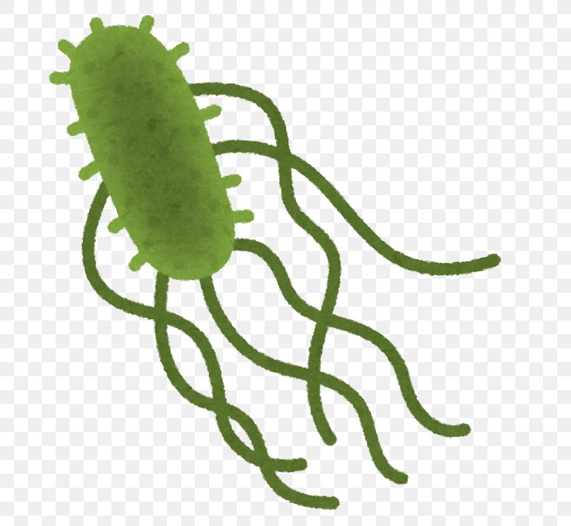 Food Poisoning Salmonella Infection Campylobacteriosis Escherichia Coli O157:H7, PNG, 754x755px, Food Poisoning, Bacteria, Campylobacteriosis, Disease, E Coli Download Free