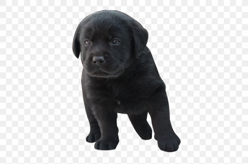 Labrador Retriever Cane Corso Puppy Vertebrate Dog Breed, PNG, 1200x795px, Labrador Retriever, Animal, Borador, Cane Corso, Canidae Download Free