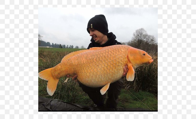 Limoges Koi Carp Sagnat Fish, PNG, 500x500px, Limoges, Bessinessurgartempe, Bouldering Mat, Carp, Cheptel Download Free
