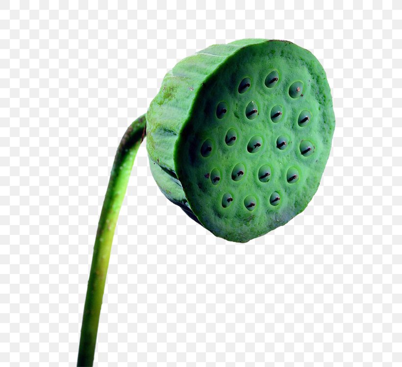 Mooncake Lotus Seed Nelumbo Nucifera Lotus Root Food, PNG, 750x750px, Mooncake, Aquatic Plant, Eating, Food, Fruit Download Free