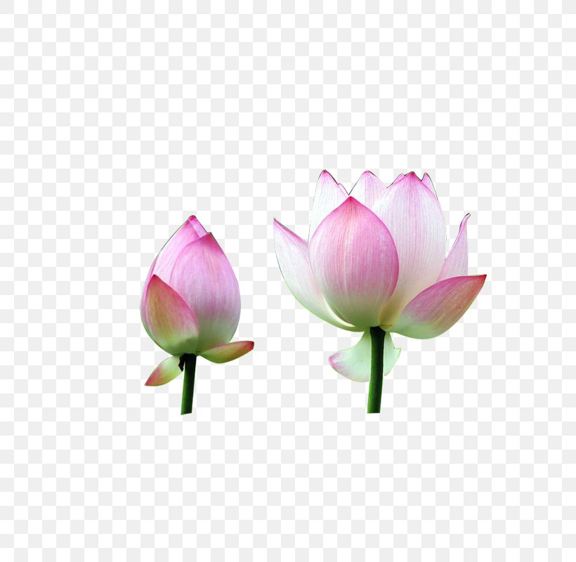 Nelumbo Nucifera Flower Water Lily, PNG, 800x800px, Nelumbo Nucifera, Aquatic Plant, Bud, Computer Software, Cut Flowers Download Free