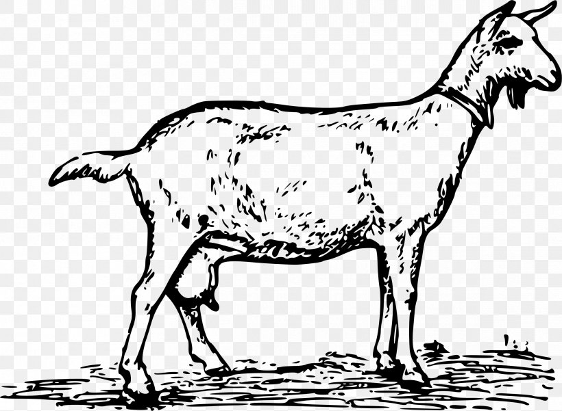 Anglo-Nubian Goat Toggenburg Goat Boer Goat Pygmy Goat Black Bengal Goat, PNG, 2383x1747px, Anglonubian Goat, Animal Figure, Black And White, Black Bengal Goat, Boer Goat Download Free