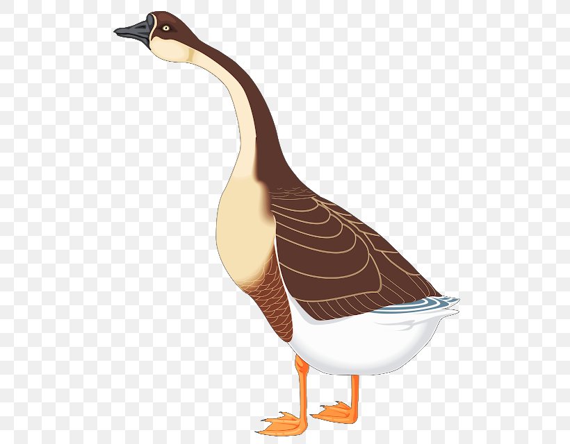 Canada Goose Cygnini Clip Art, PNG, 524x640px, Goose, Anserinae, Beak, Bird, Brent Geese Download Free