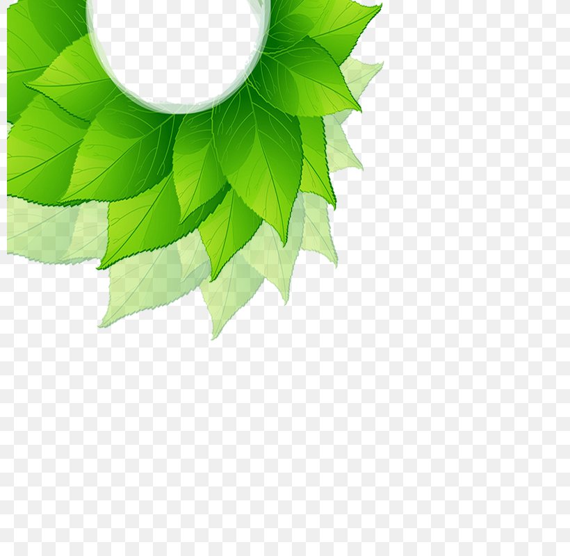 Leaf Green, PNG, 800x800px, Leaf, Computer, Designer, Grass, Green Download Free
