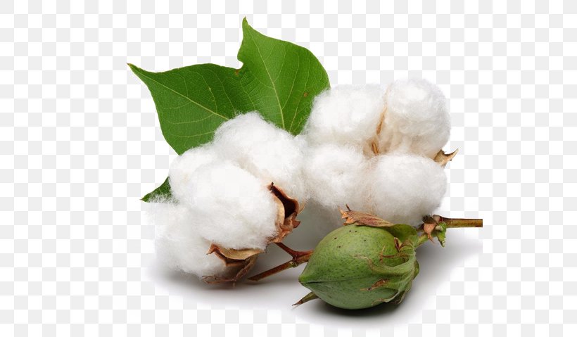 Organic Cotton Cottonseed Agriculture, PNG, 700x479px, Organic Cotton, Agriculture, Cotton, Cottonseed, Crop Download Free
