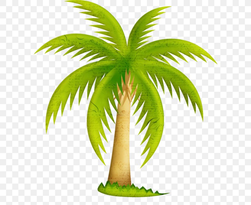 California Palm Palm Trees Clip Art Mexican Fan Palm, PNG, 600x670px, California Palm, Arecales, Coconut, Date Palm, Fan Palms Download Free