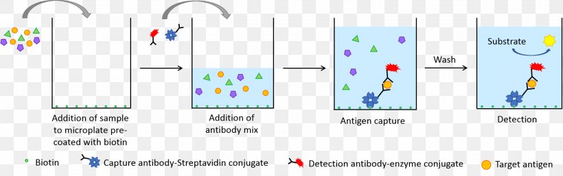 ELISA Streptavidin Horseradish Peroxidase Immunoassay, PNG, 1872x587px, Elisa, Antibody, Antigen, Assay, Biotin Download Free