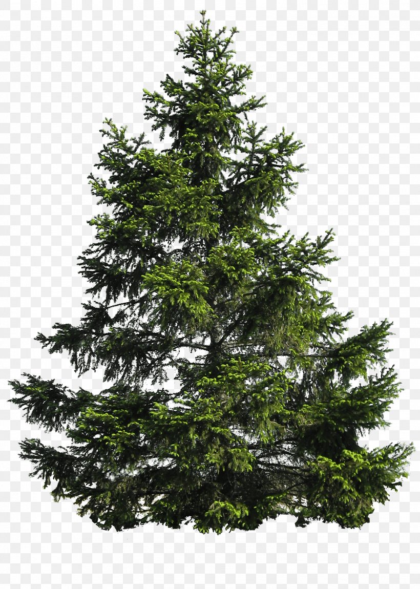 Pine Tree Clip Art, PNG, 1502x2107px, Noble Fir, Biome, Branch, Christmas Decoration, Christmas Tree Download Free