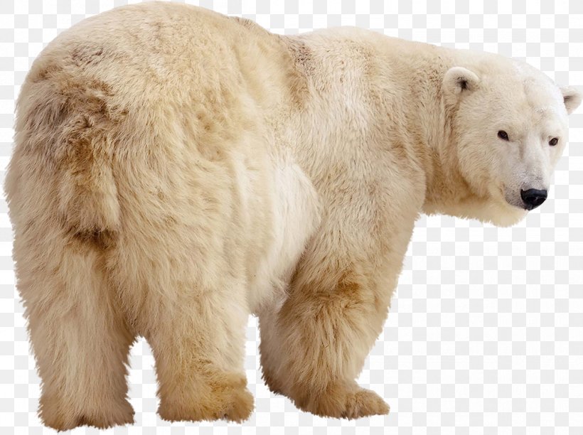 Polar Bear Stock Photography Kodiak Bear Giant Panda Grizzly Bear, PNG, 1208x903px, Watercolor, Cartoon, Flower, Frame, Heart Download Free