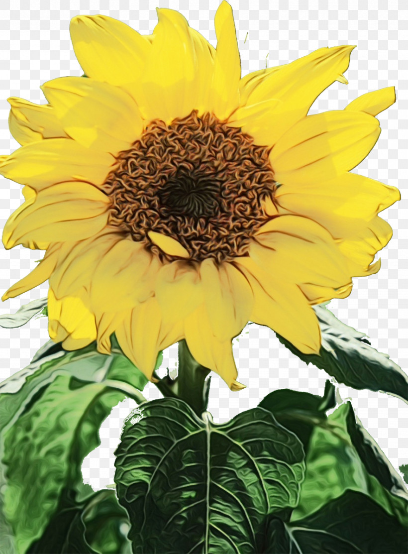 Sunflower, PNG, 884x1200px, Watercolor, Annual Plant, Biology, Common Sunflower, Paint Download Free