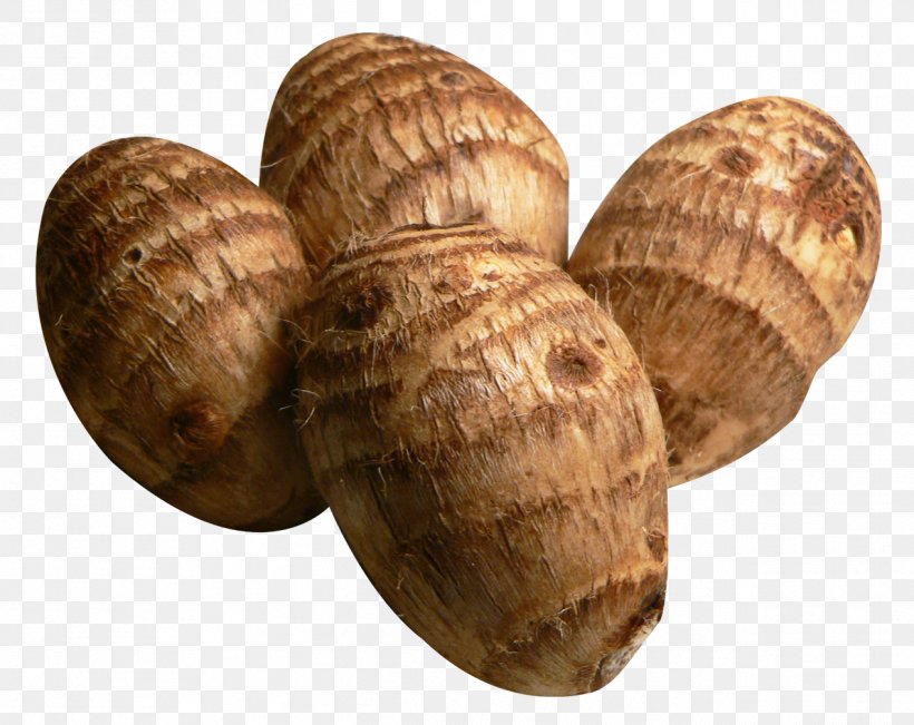 Taro Vegetable Tuber Turnip, PNG, 1268x1008px, Taro, Clam, Clams Oysters Mussels And Scallops, Cockle, Conchology Download Free