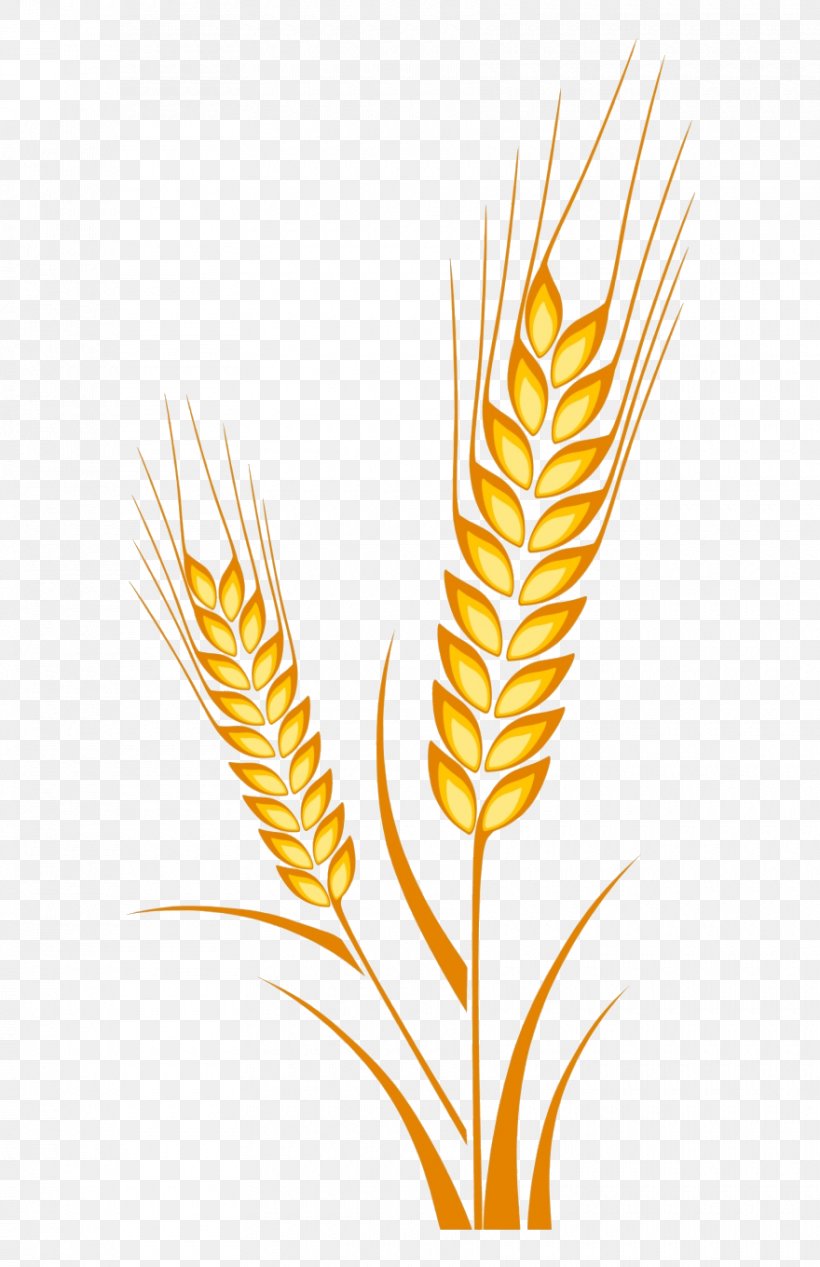 Wheat, PNG, 880x1360px, Plant, Flower, Food Grain, Grass Family, Leaf Download Free