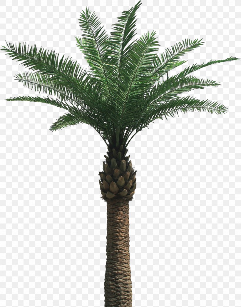 Arecaceae Tree, PNG, 1129x1438px, Arecaceae, Areca Palm, Arecales, Date Palm, Date Palms Download Free