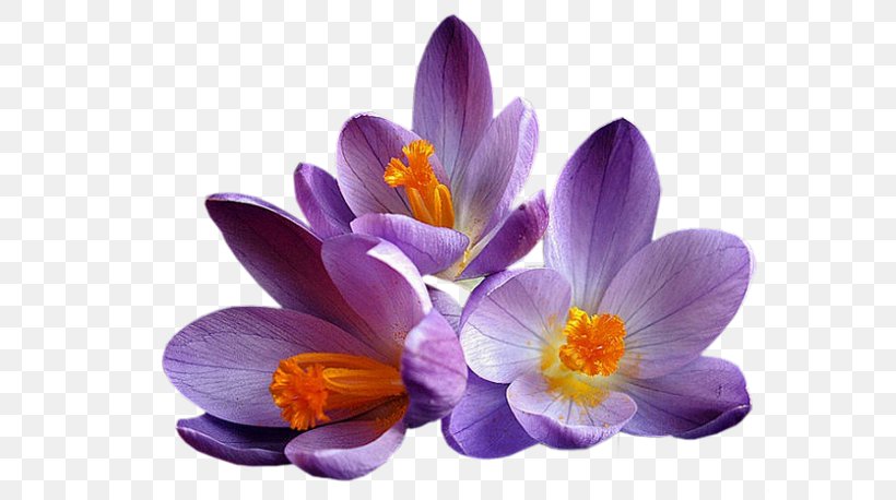 Flower Crocus Mauve Lilac Violet, PNG, 600x458px, Flower, Blue, Crocus, Cut Flowers, Flowering Plant Download Free