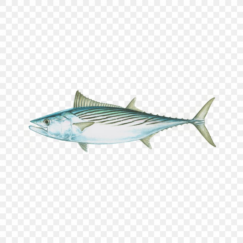 Little Tunny Mackerel Tuna Scombridae Skipjack Tuna Albacore, PNG, 900x900px, Little Tunny, Albacore, Atlantic Bluefin Tuna, Atlantic Bonito, Bonito Download Free