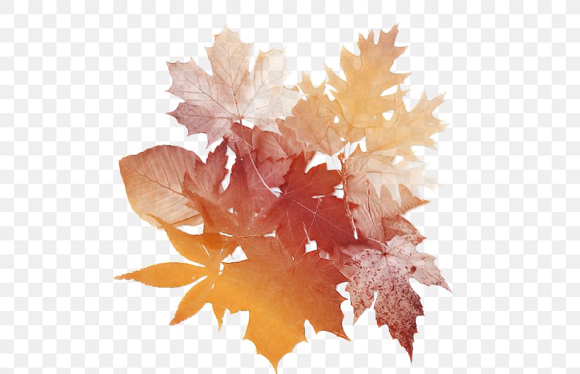 Maple Leaf, PNG, 529x529px, Leaf, Deciduous, Flower, Maple, Maple Leaf Download Free