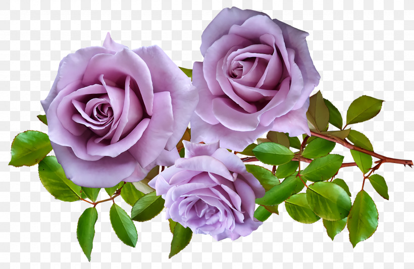 Garden Roses, PNG, 2560x1664px, Garden Roses, Cabbage Rose, Cut Flowers, Floral Design, Floribunda Download Free