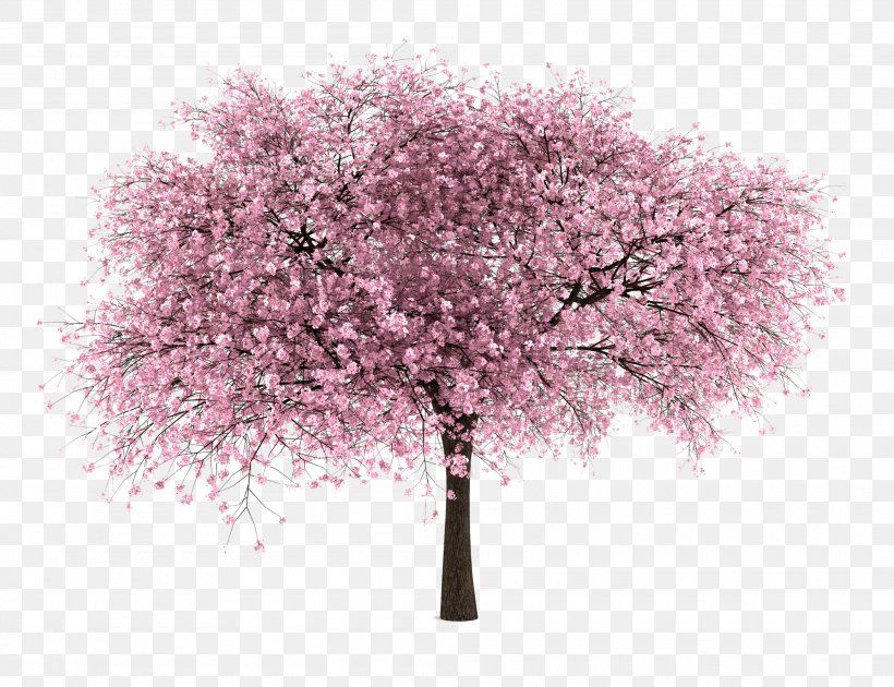 International Cherry Blossom Festival Tree, PNG, 2000x1538px, Cherry, Blossom, Branch, Cherry Blossom, Cherry Picking Download Free
