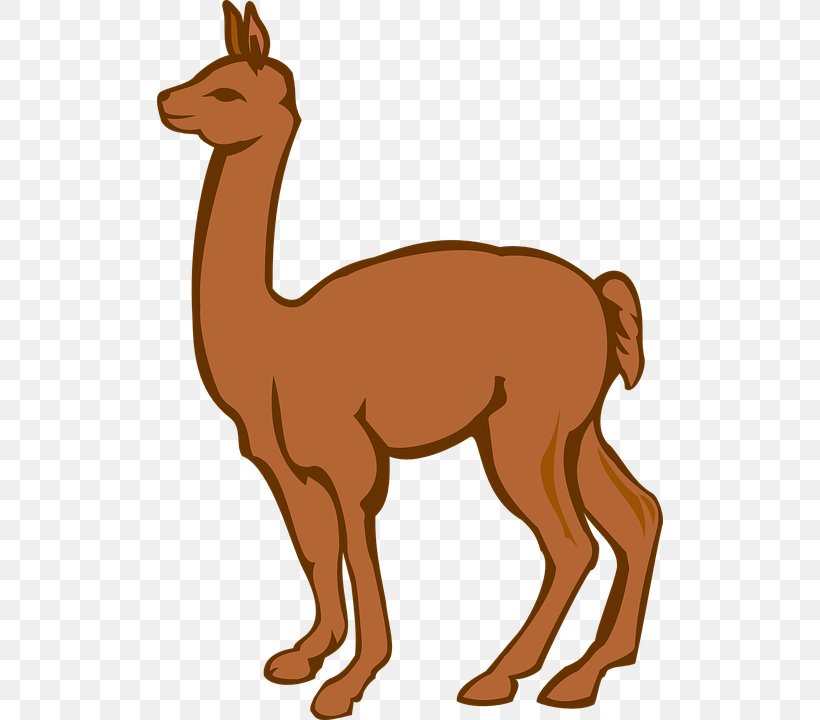 Llama Alpaca Drawing Clip Art, PNG, 506x720px, Llama, Alpaca, Animal Figure, Arabian Camel, Blog Download Free