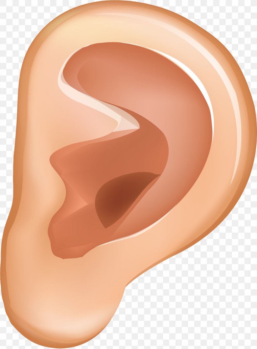 Ear Auricle Animation, PNG, 1147x1554px, Watercolor, Cartoon, Flower, Frame, Heart Download Free