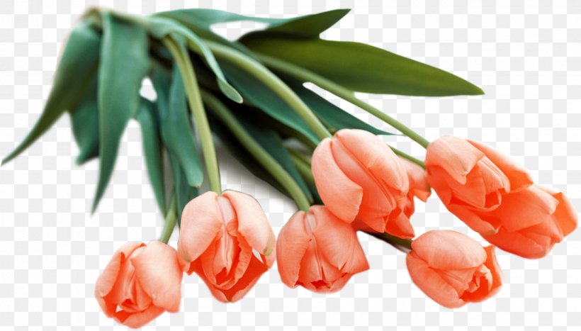 Flower Bouquet Tulip Orange Clip Art, PNG, 3368x1921px, Flower Bouquet, Bride, Flower, Flowering Plant, Green Download Free
