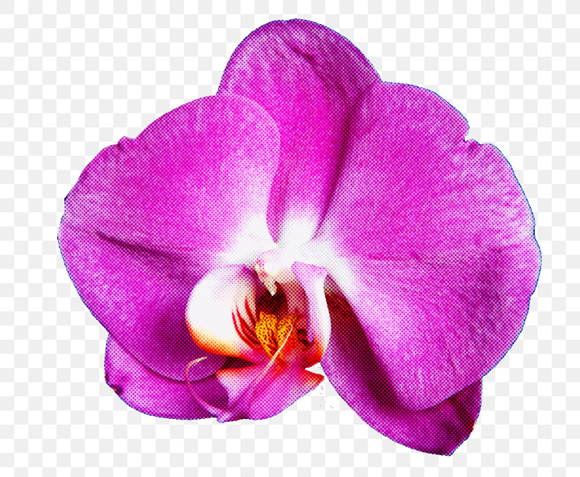 Flower Petal Violet Purple Plant, PNG, 800x674px, Flower, Magenta, Moth Orchid, Petal, Pink Download Free
