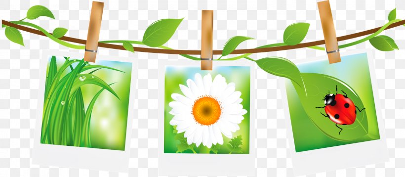 German Chamomile Clip Art, PNG, 1600x699px, German Chamomile, Chamomile, Computer Software, Digital Image, File Size Download Free