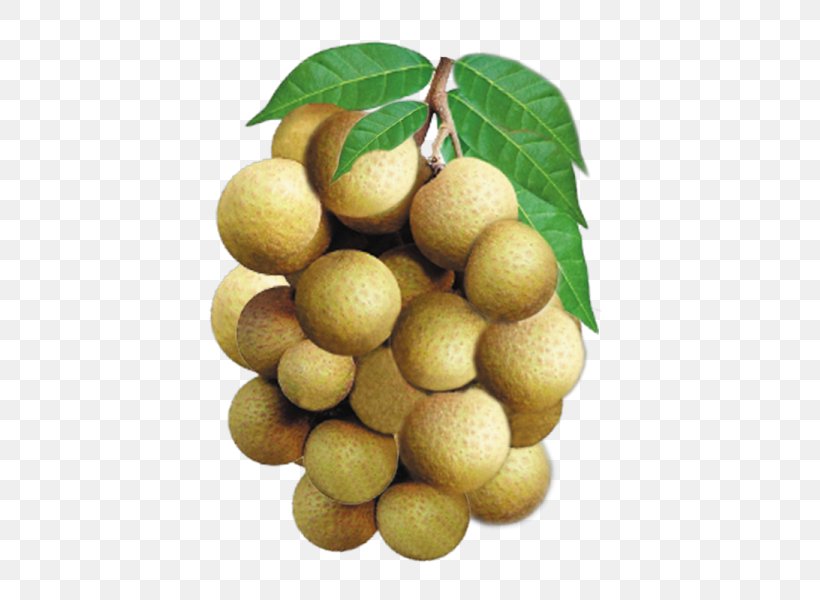 Longan Fruit English Vegetable Vocabulary, PNG, 463x600px, Longan, Baccaurea Ramiflora, Citrus, Durian, English Download Free