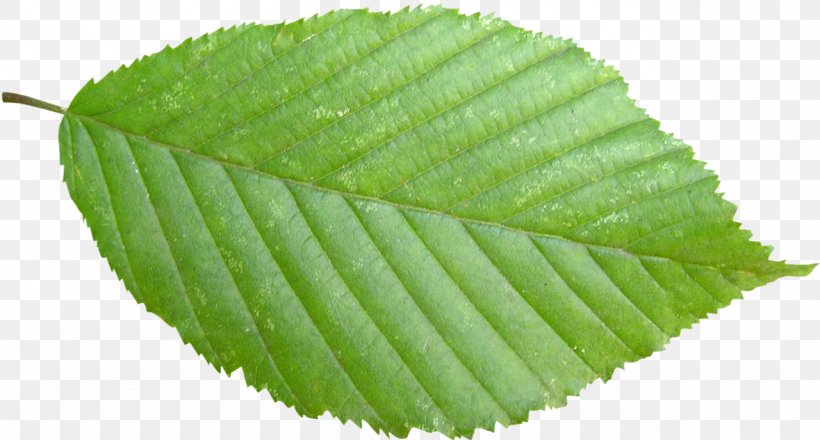 Stock Photography Leaf Tree, PNG, 1280x687px, Stock Photography, Cell, Gratis, Green, Leaf Download Free