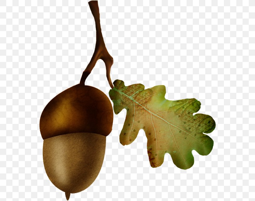 Acorn Oak Nut Fruit, PNG, 570x649px, Acorn, Child, Creativity, Electric Potential, Food Download Free