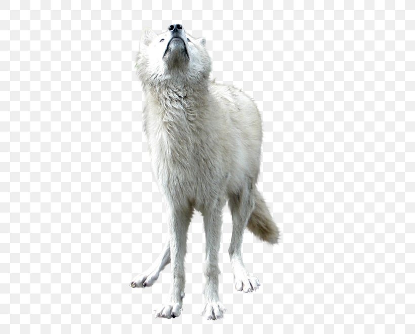 Gray Wolf Download, PNG, 557x660px, Gray Wolf, Arctic Fox, Camel Like Mammal, Canis Lupus Tundrarum, Computer Graphics Download Free
