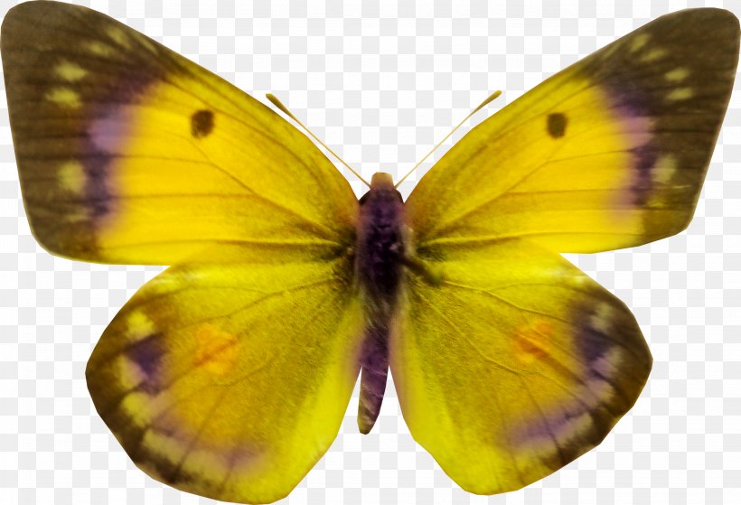 Butterfly Clip Art, PNG, 2254x1538px, Butterfly, Arthropod, Brush Footed Butterfly, Butterflies And Moths, Colias Download Free
