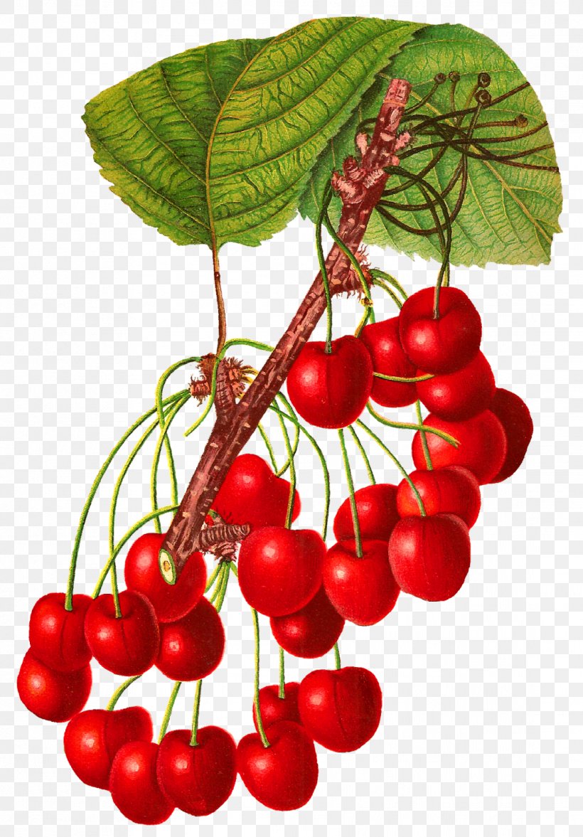 Cherry Fruit Blog Food Clip Art, PNG, 1114x1600px, Cherry, Auglis, Berry, Blog, Branch Download Free